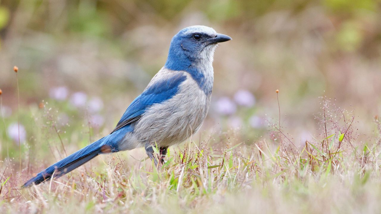 Florida Scrub-Jay by Austin Langdon/Macaulay Library.