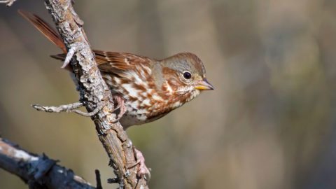 Fox Sparrow by Zak Pohlen/Macaulay Library