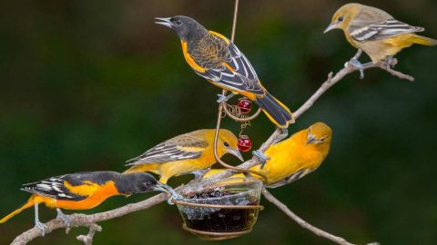 Baltimore Orioles by Jan Lewis/BirdSpotter