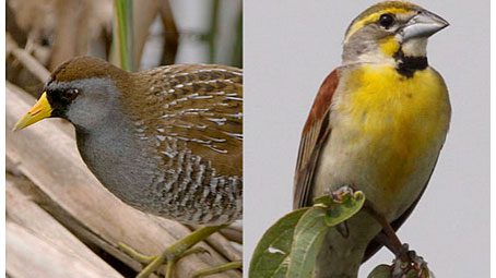 photo bird quiz funky birds bright markings