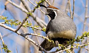 gambel's quail