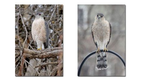 GBBC,m Cooper's and Sharp-shinned Hawks