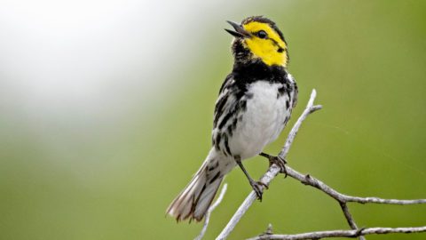 Golden-cheeked Warbler by Bryan Calk/Macaulay Library.