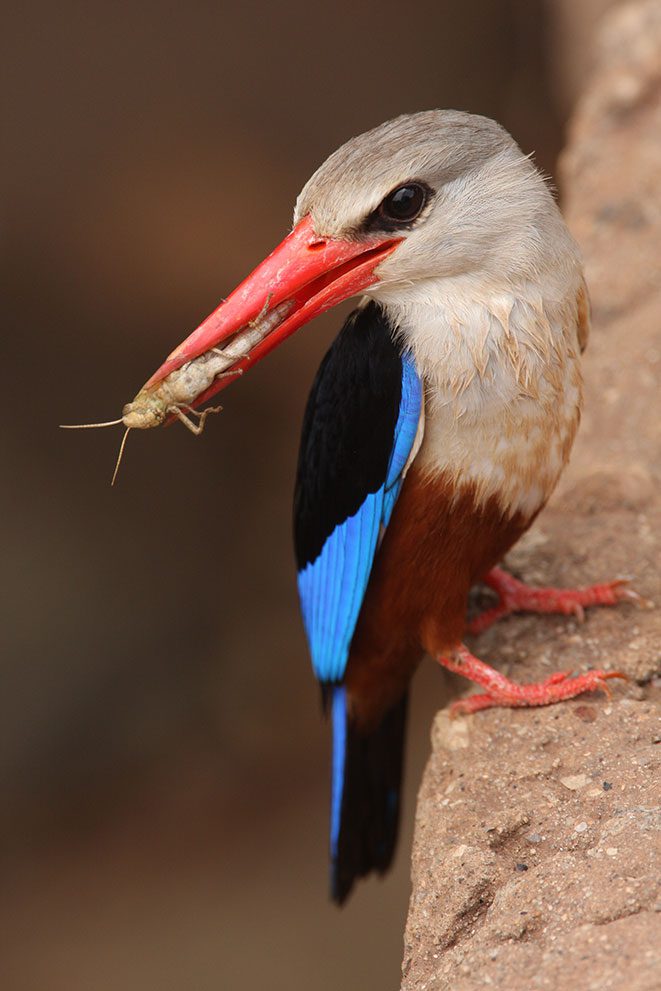 Insectivorous species, such as this Gray-headed Kingfisher in Africa, provide valuable pest control services to local farms. Photo from Instagram: Çağan H. Şekercioğlu.