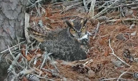 Great Horned Owl female from the Savannah owl cam