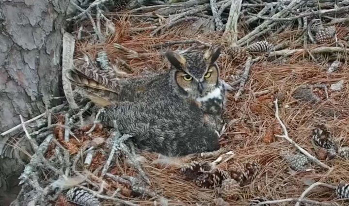 Great Horned Owl female from the Savannah owl cam