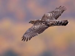 tap or click to read story about Northern Goshawks