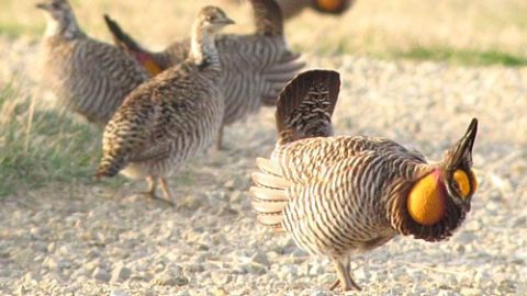 Greater Prairie-Chickens at Konza Prairie. Photo by Brett Sandercock.