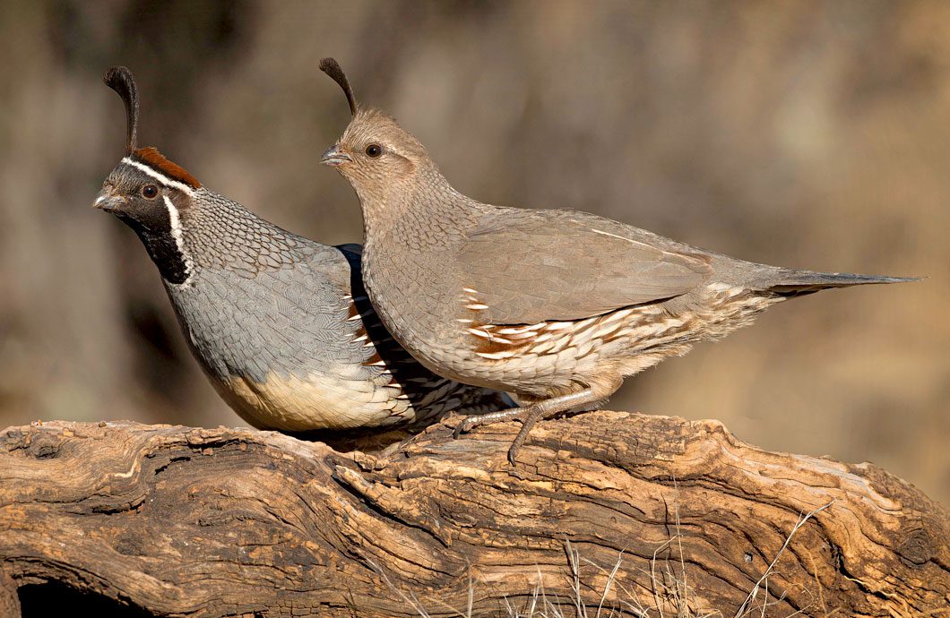 Gambel's Quail by Elroy Limmer/GBBC