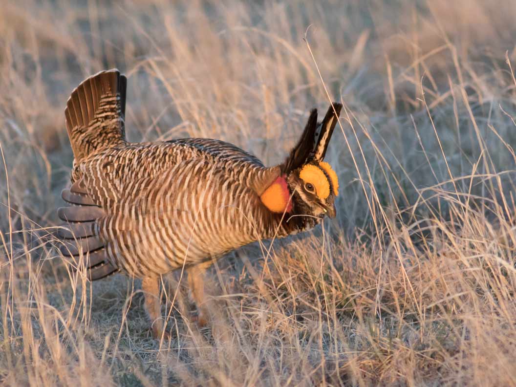 A brown and white grouse with yellow eyebrows displays in a grassland.