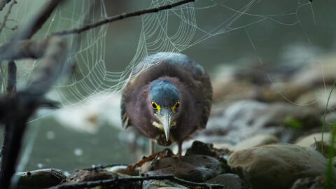 Head-on shot of a small, greenish and reddish heron in a dimly lit scene with spiderwebs in the foreground.