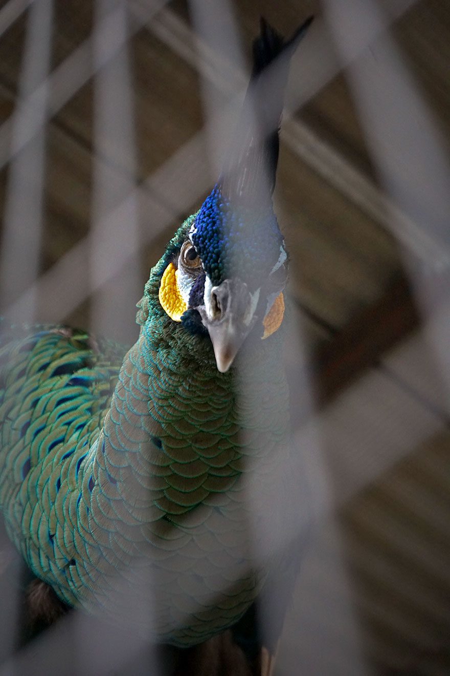 A peacock of green, yellow, white and blue face, and a large crest, in a cage.