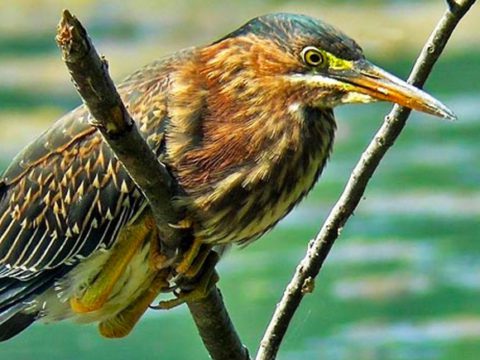 green heron perches near water