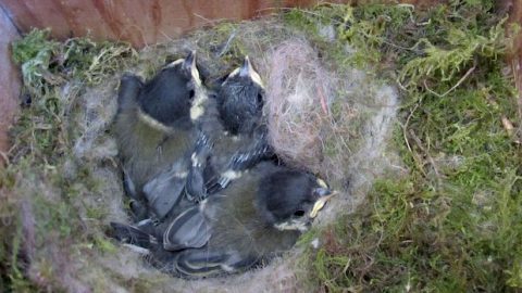 Great Tit chicks by Pedro Freitas/Macaulay Library