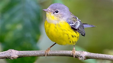 Magnolia Warbler in mexico by Edgar Miceli