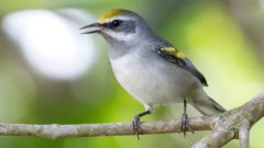 Golden-winged Warbler, female by Fernando Sequeria/Macaulay Library.