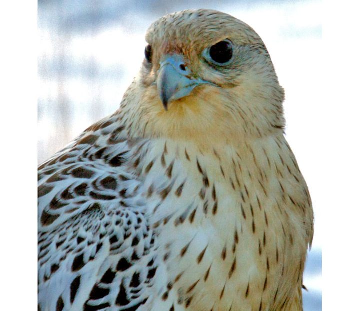 Gyrfalcons have never been spotted during one of Kines' Christmas bird counts, though he knows a few spend winters in the area. Photo by Clare Kines.