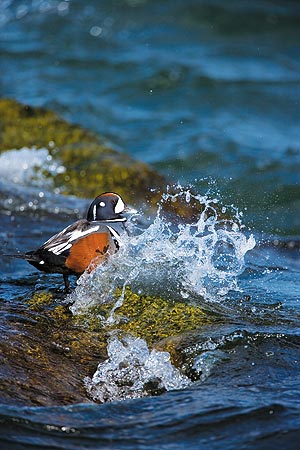 Harlequin Duck