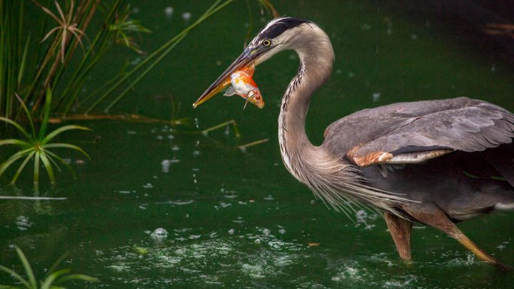 Herons, like this Great Blue Heron, are top predators that will help themselves to easy prey. Photo by Joni Romnes Welzien via Birdshare.