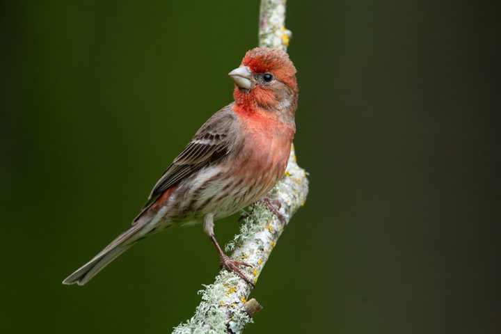 House Finch by Gerrit Vyn.