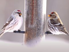 Two similar-looking streaky brown and white birds with red spots on head, at a feeder.