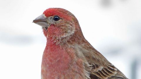 House Finch by Bob Vuxinic