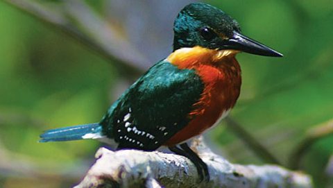 Pygmy Kingfisher