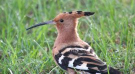 Make eBird your New Year’s Resolution!