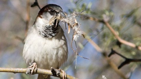 House Sparrow by Joan Gellatly