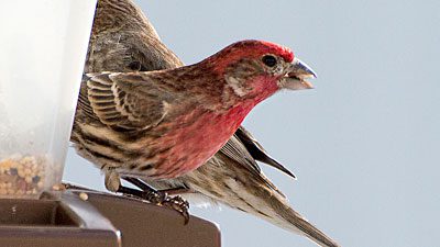 A House Finch at a feeder. Photo by Carolyn Lehrke via Birdshare.