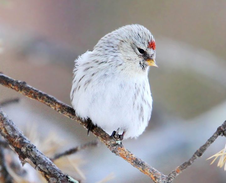 Very white Hoary Redpoll. Photo by Christoph Moning/Macaulay Library.