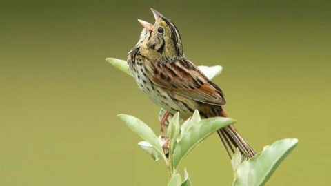 A Henslow's Sparrow sings on some greenery. Photo by Luke Seitz/Macaulay Library.