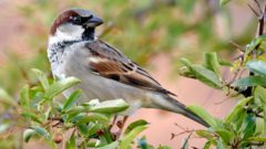 A House Sparrow perches on a leafy shrub