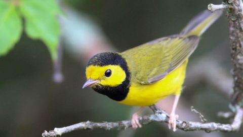 Hooded Warbler by Gene Koziara/Macaulay LIbrary 65852361