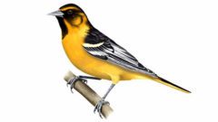 Baltimore/Bullock's Oriole hybrid. Illustration by Meghan Bishop