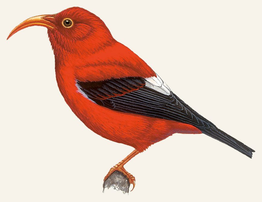 Illustration of a red bird with black and white wings and a curved orange bill.