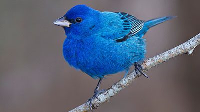 A gorgeous Indigo Bunting. Photo by Carlos Escamilla via Birdshare.