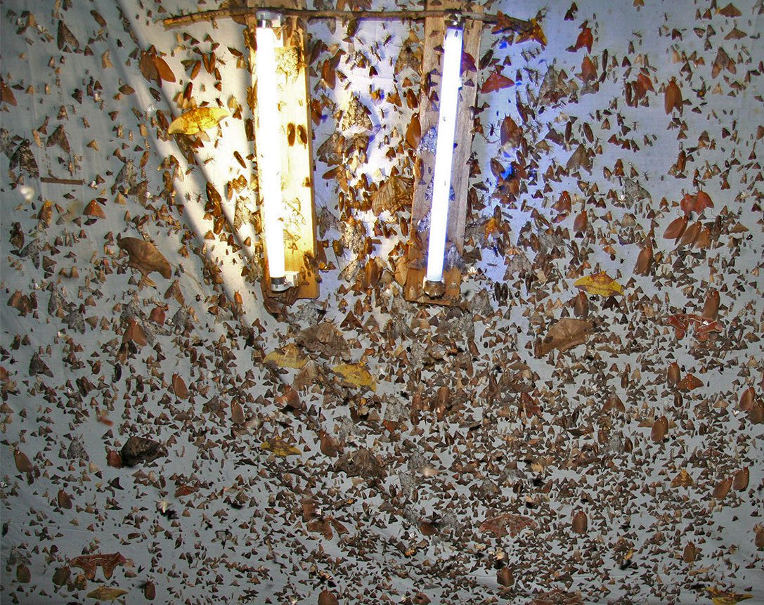 Insect light trap with a lot of insects.