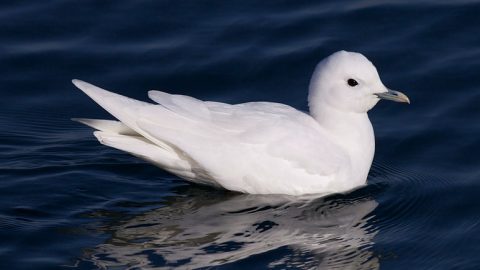 You can report rare bird visitors, like this Ivory Gull, to your local bird club, Rare Bird Alert, or local Audubon chapter, and make sure to report it on eBird. Photo by Ian Davies.