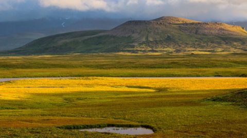 Izembek National Wildlife Refuge by Gerrit Vyn