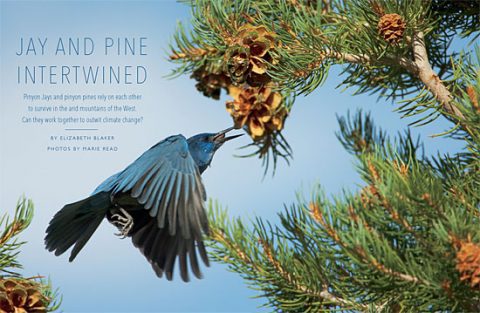 Pinyon Jays and their shrinking habitat