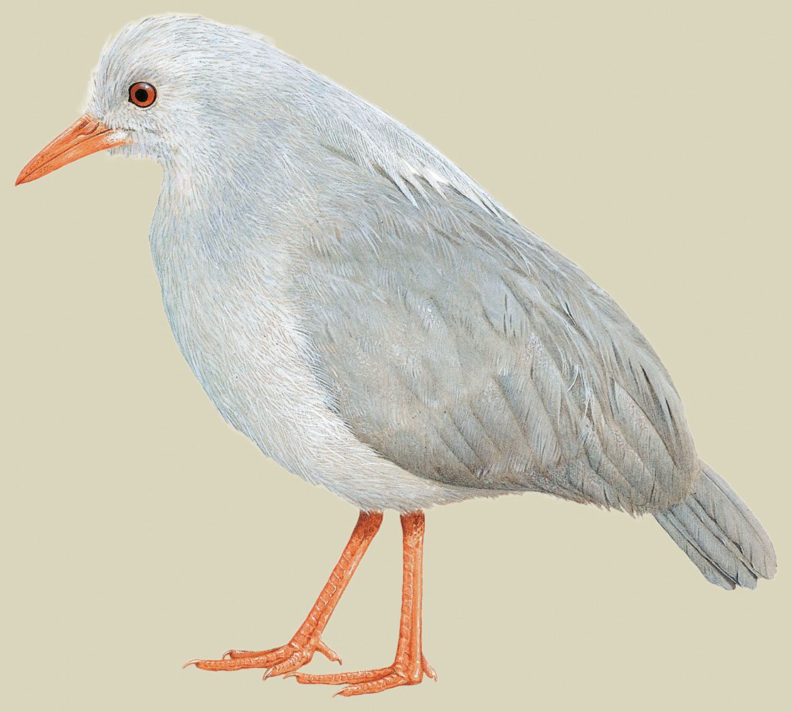 Illustration of a pale gray bird with an orange bill and legs and a red eye