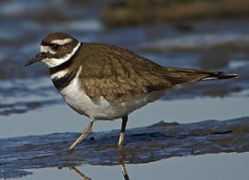 killdeer