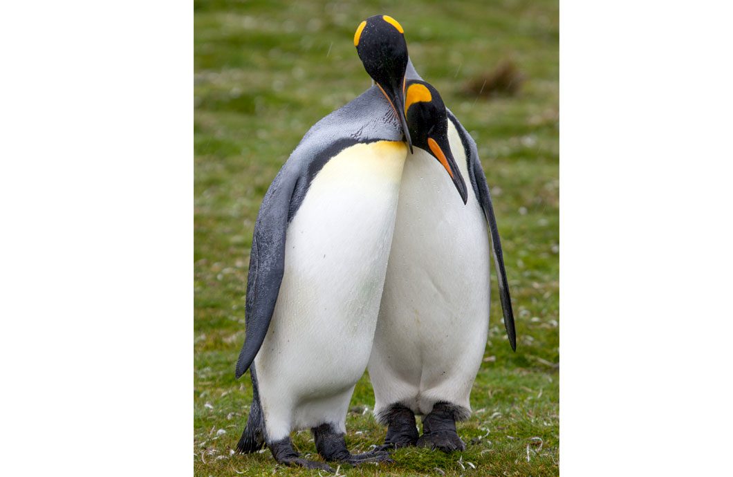 King Penguin by Harold Moses via Birdshare