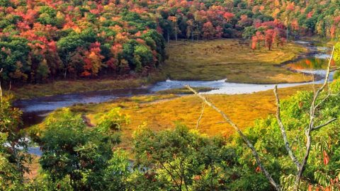 Autumn scene- Nicholas A. Tonelli