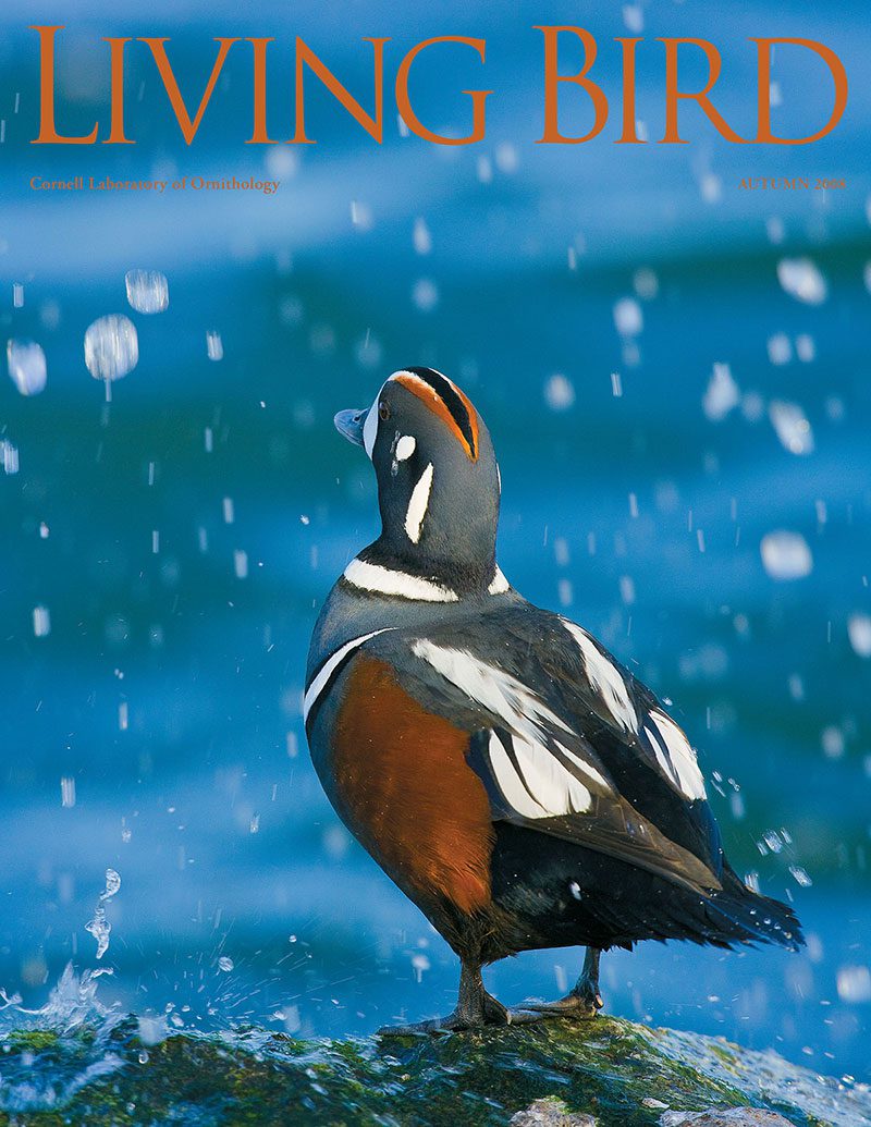 View the Autumn 2008 issue of Living Bird