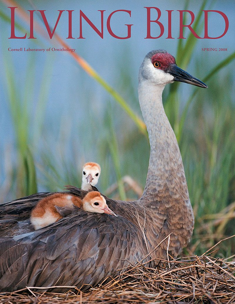 View the Spring 2008 issue of Living Bird