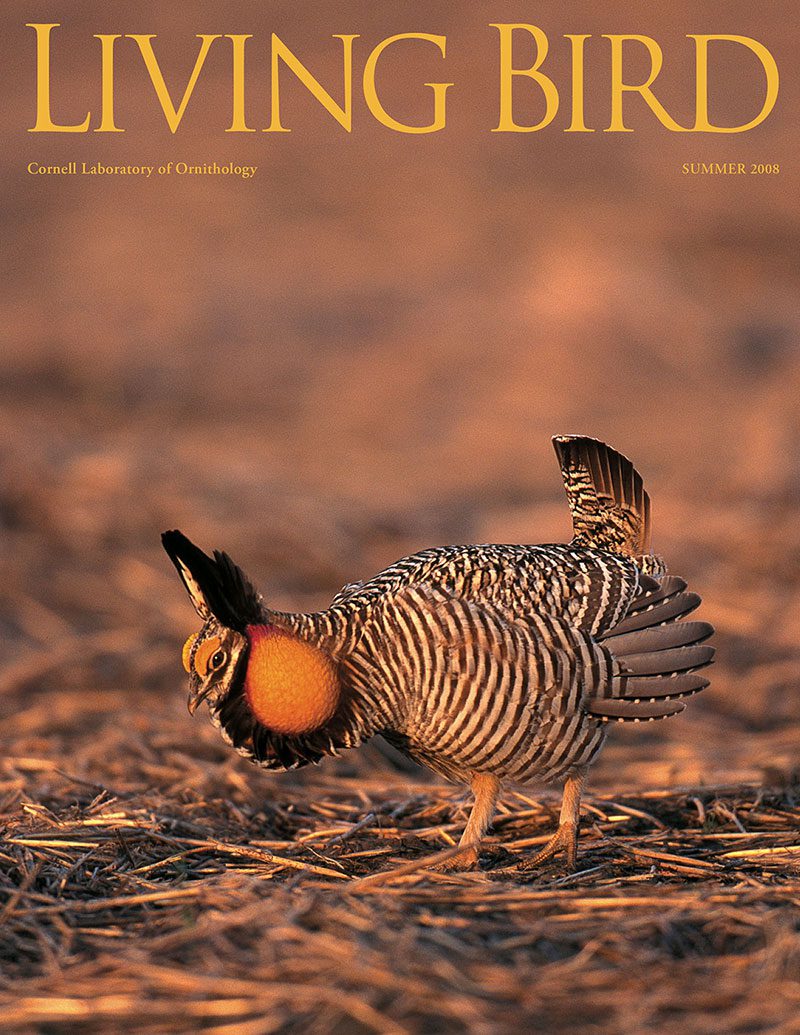 View the Summer 2008 issue of Living Bird