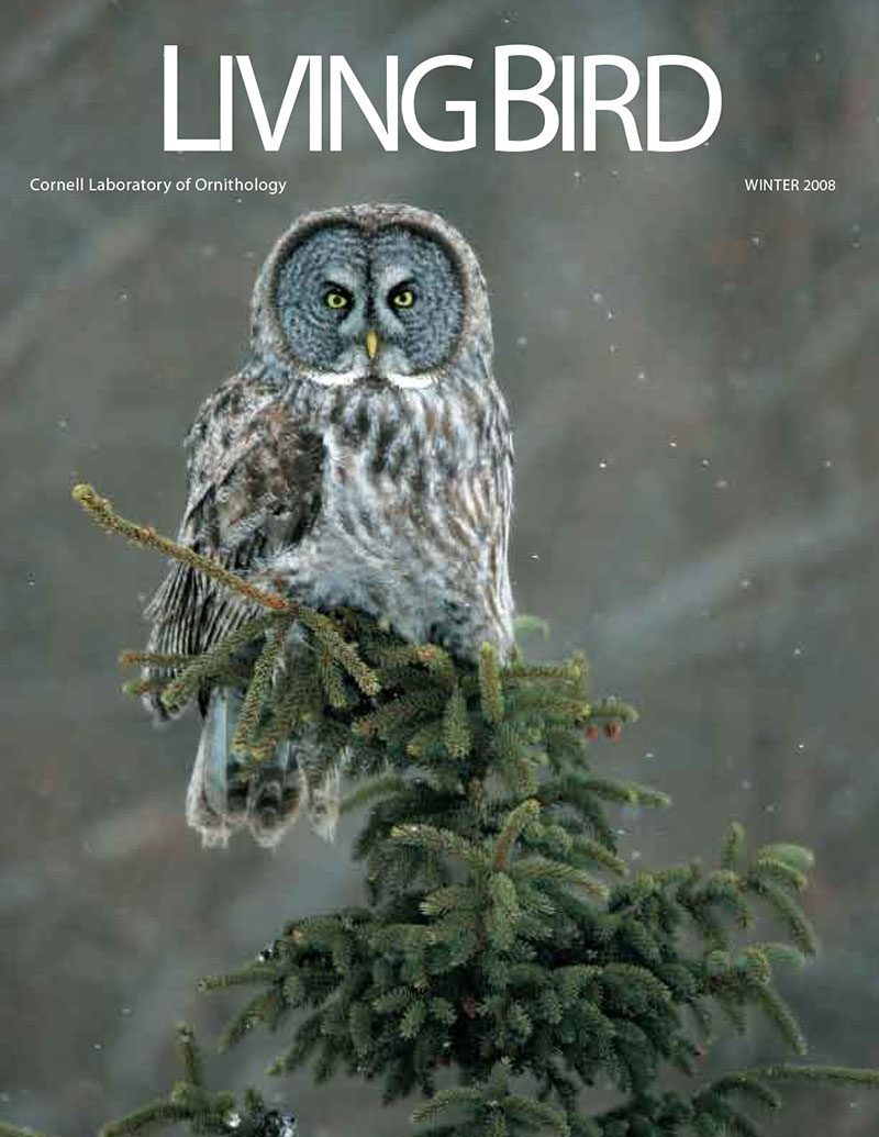 View the Winter 2008 issue of Living Bird