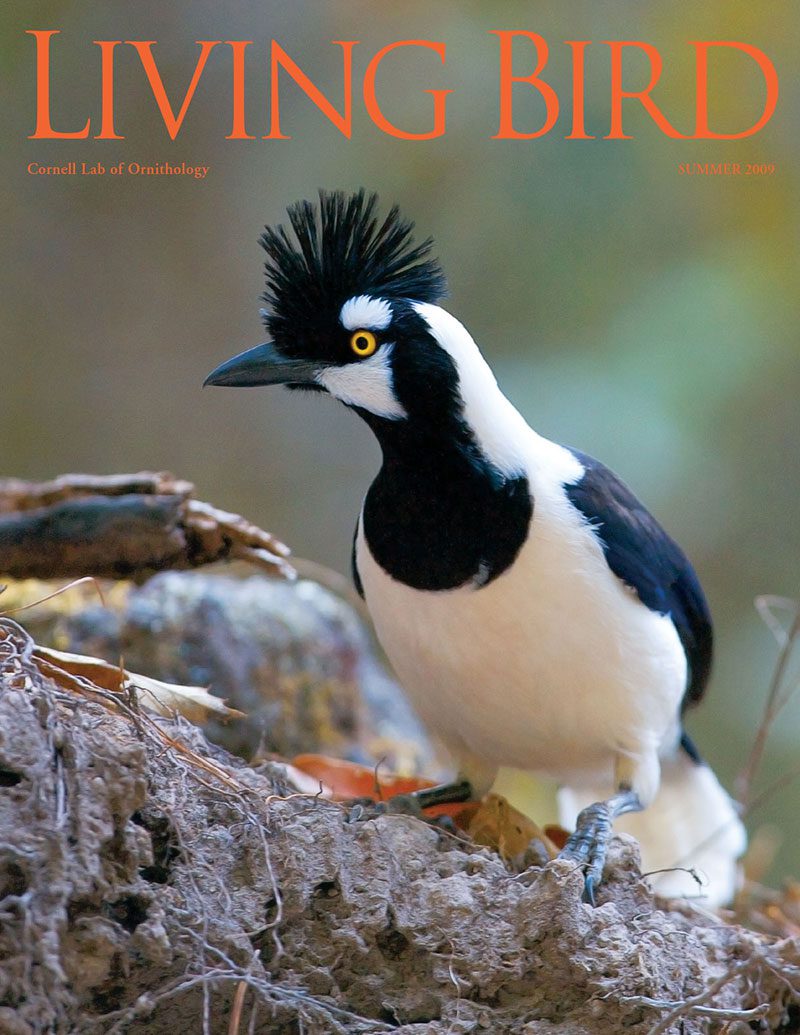 View the Summer 2009 issue of Living Bird